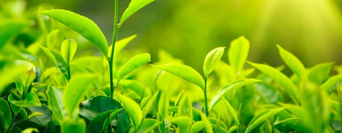Articol Ceaiul verde și puterea sa vindecătoare - Tehnologie pentru viață
