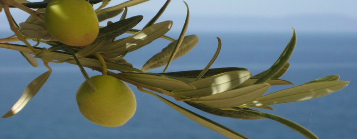 Articol 4 secrete din insula Creta pentru o alimentație sănătoasă - Tehnologie pentru viață