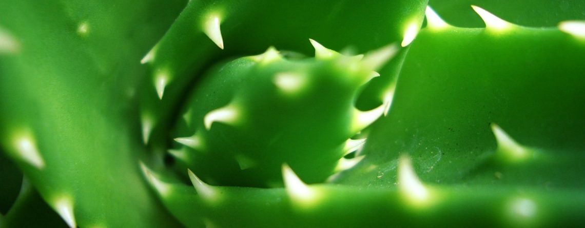 Articol Aloe vera: Miracolul tămăduitor al medicinii verzi - Tehnologie pentru viață