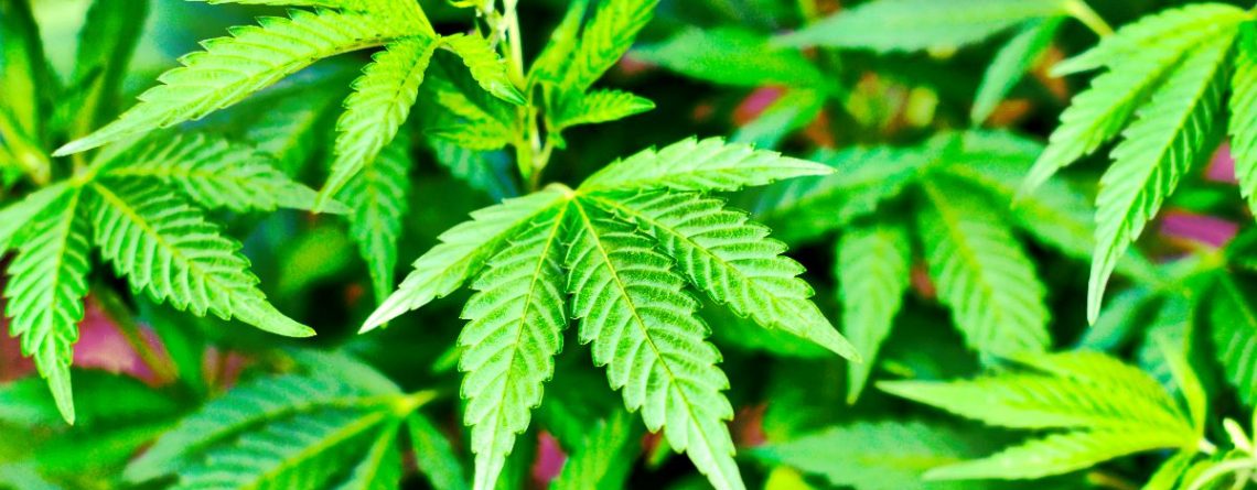 Articol Marijuana medicinală: soluție alternativă în dependența de droguri - Tehnologie pentru viață